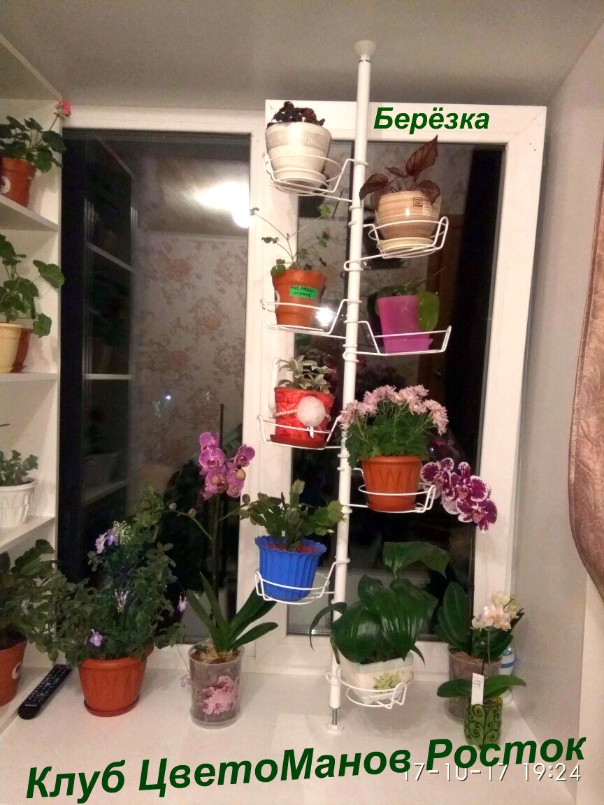 распорка металлическая для растений на окно. Фото N17